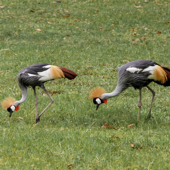 Birding Safaris